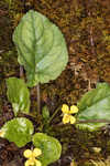 Roundleaf yellow violet